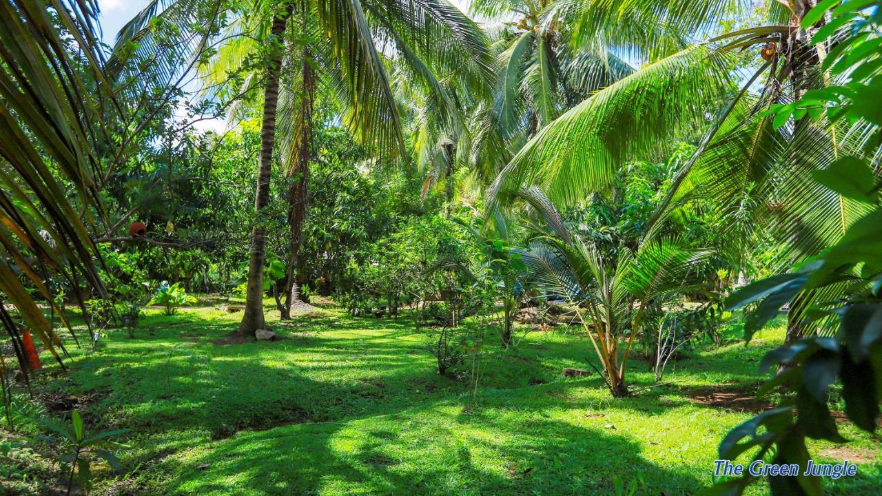 The Green Jungle ดัมบูลลา ภายนอก รูปภาพ
